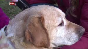Adopt reid a labrador retriever, mixed breed. 24 Hour Lancaster Give Event Helping Hundreds Of Organizations Including A Local Golden Retriever Rescue Fox43 Com