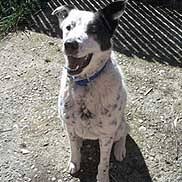 Ask group about this pet. Hopalong And Second Chance Rescue