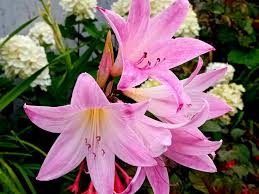 Image result for Pleiotaxis pulcherrima