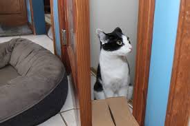 Cats get toxoplasmosis from eating undercooked meat or prey such as rodents and birds. Is Your Dog Eating Cat Poop Out Of The Litter Box How To Get Him To Stop
