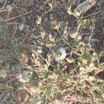 Image result for Pseudoconyza