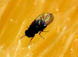 How Do Fruit Flies Get Inside Your House Orkin