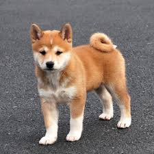 Regarding the other pets and dogs such as labrador, shiba inu puppy for sale is not very friendly. Top 10 Cutest Puppies Ehow Com Cute Puppies Puppies Shiba Inu Puppy
