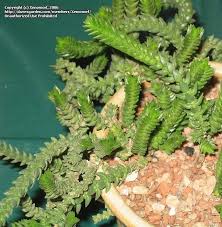 Image result for Crassula schimperi