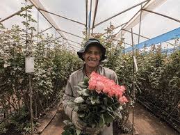 Sunshine flowers international's mission is to offer fresh cut flowers at competitive production and distribution costs, excellent quality, enduring consistency from our in case an order does not pass the usda customs inspection at the miami and/or san francisco international airports, the flowers must. Cut Flower Consolidation Automated Cart Pullers Four Combo Ideas Having Trouble Viewing This E Mail Click Here To See It On The Web Be In The Know Timely News And Commentary From Growertalks Facebook Growertalks Magazine Monday August 31