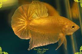 Ikan cupang plakat soft gold. The History Of Golden Betta Siamese Fighting Fish By Bettaboy