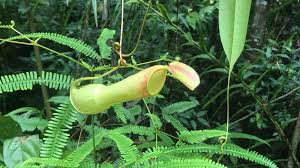 ウツボカズラの育て方 植え付けや植え替えの時期は 増やし方は Greensnap グリーンスナップ