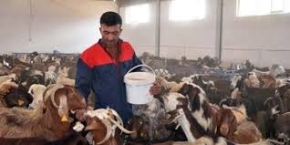 Halep keçisi akdeniz bölgesi, ege bölgesi, marmara bölgesi, karadeniz bölgesi, i̇ç anadolu bölgesi, doğu anadolu bölgesi ve güneydoğu. Halep Kecisi Haberleri Endustri Haber Radyo I Dergi I Forum I Sosyal Medya