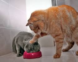 Eat It Up I Said Whether You Like It Or Not Funny Cat Compilation Funny Cat Wallpaper Crazy Cats