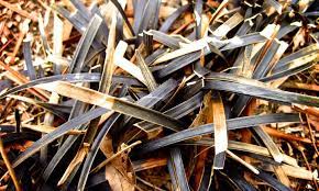 Check spelling or type a new query. Black Mondo Grass A Dark Lovely Ground Cover Epic Gardening