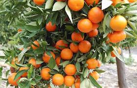 Image result for Citrus reticulata