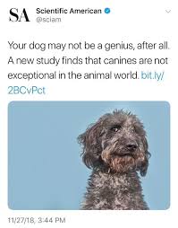 We Refuse To Believe That Dogs Aren T Exceptional Dammit Dogs Twitter Pets Tweets Dogsarentexceptional Dogs Dog Lovers Canine