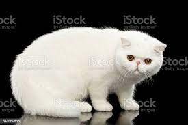 Foto De Inusitado Gato Exotico Branco Puro Olhos Vermelhos Fundo Negro Isolado E Mais Fotos De Stock De Figura Para Recortar Istock