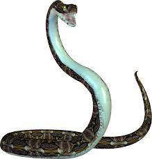 Snake png snake skin snake pattern medical snake snake logo snake head snake tattoo snake print snake silhouette cobra snake rattle snake snake game snake texture Snake Png Image Picture Download Free Snake Png Images Png