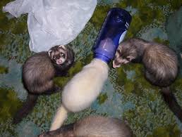 We did not find results for: Home Made Ferret Toy Ideas Toys That Ferrets Love