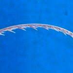 Image result for Microchloa