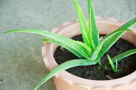 Ich habe pflanzen oder kakten gesucht,die wenig pflege brauchen.aber schon ankommen waren die aloe vera pflanze in. Aloe Vera Pflanzen Vermehren Plantura