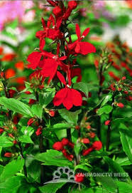 Image result for foto Lobelka