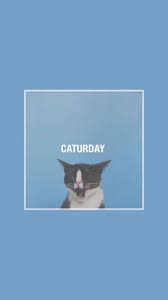Beautiful Couples Searching Dating Flint Cat Wallpaper Blue Wallpaper Iphone Iphone Wallpaper
