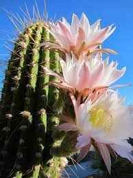 Check spelling or type a new query. Saguaro Cactus Flower Cactus Flower Saguaro Cactus Unique Cactus Plants