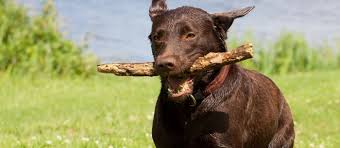 Image result for pets