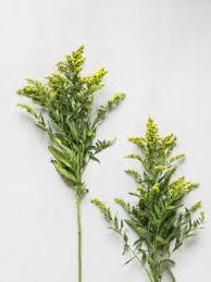 Image result for Solidago