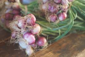 Maybe you would like to learn more about one of these? Pickled Pearl Onions For Some Serious Bloody Marys Grow It Cook It Can It