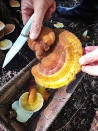 Image result for Ganoderma curtisii