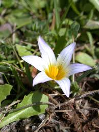 Image result for Romulea camerooniana