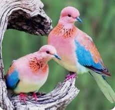 I Love The Colors On These Birds Beautiful Birds Animals Beautiful Pretty Birds