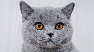 Weekly grooming is all they need to maintain a healthy, shiny coat. British Shorthair Price Personality Lifespan
