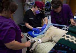 The businesses listed also serve surrounding cities and neighborhoods including rochester ny, webster ny, and pittsford ny. Longview Veterinary Dentist Wants To Help Pets Solve Mysteries Local Tdn Com