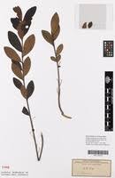 Image result for Eugenia malangensis