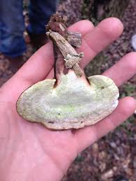 Image result for Ganoderma curtisii