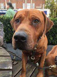 Up for sale is my litter of 6 healthy and adorable boxer puppies. Dr Niki Rust On Twitter Adorable I Used To Live With A Ridgeback X Boerboel Called Oscar And He Was Amazing Gentle Dopy Giant Https T Co Gbbml31pbx