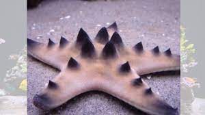 Chocolate Chip Starfish Starfish Invertebrates