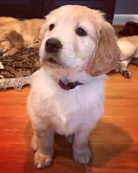 Check spelling or type a new query. Litter Of 4 Golden Retriever Puppies For Sale In Charlotte Nc Adn 60737 On Puppyfinder Com Gender F Retriever Puppy Golden Retriever Golden Retriever Litter