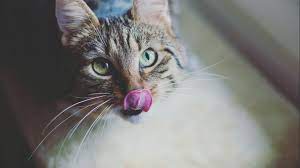 He is an indoor outdoor kitty. What It Means When Your Cat Is Vomiting Clear Liquid
