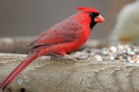 Birds Of Northern Illinois Kentucky State Bird State Birds Bird Backyard Birds
