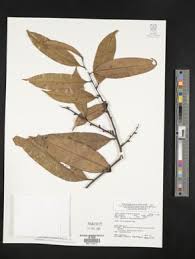 Image result for Diospyros consolatae