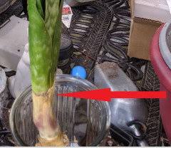 Image result for Sansevieria dawei