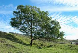 Image result for Acacia mearnsii