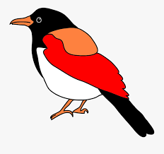 Blackbilled Magpie In Fantasy Colors Easy Bird Drawing Colored Free Transparent Clipart Clipartkey Learn how to draw a kingfisher bird easy with colour pencil in an easy way. easy bird drawing colored