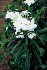 Frangipani Are Familiar As The Scent Of Summer But The Range Of Species Colours Perfumes And Leaf Shapes Might Surprise Y Plumeria Pudica Frangipani Plumeria