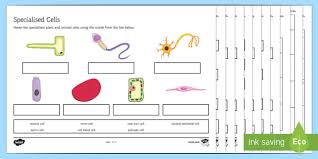 Plants have very different lifestyles from animals , and these differences are apparent when you examine the structure of the plant cell. Plant Cell Facts Shefalitayal
