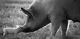 Gunda, an expressive female pig, has just given birth to a litter of impossibly adorable piglets at a norwegian farmstead. Gunda Filmdetails Nordische Filmtage Lubeck