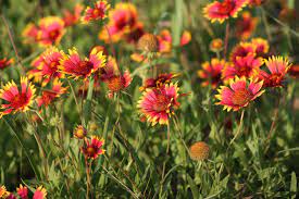 In san marcos, we can have bouquets and arrangements sent to places like the central texas medical center, san marcos surgery center, and regent care center of san marcos. Growth In Gardening The Wildflowers Of Texas San Marcos Record