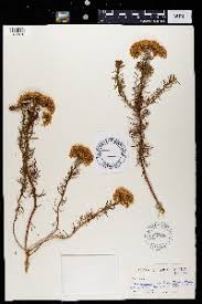 Image result for Athroisma gracile