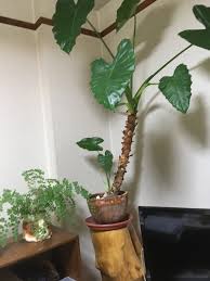 みんなの趣味の園芸