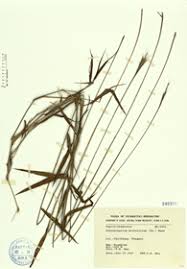 Image result for Schizachyrium brevifolium